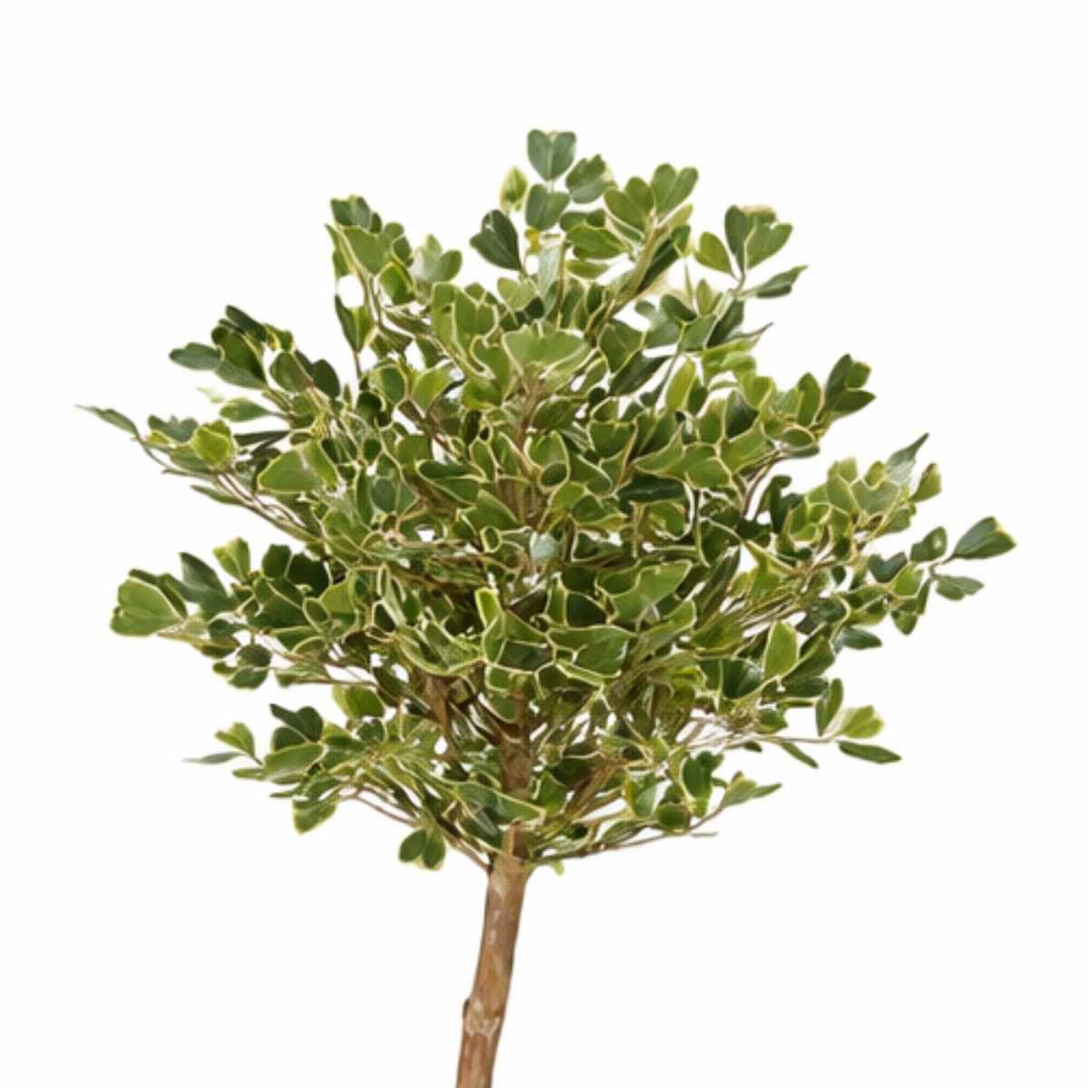 Kunstplant Ficus Groen