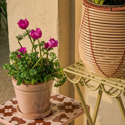 Plantentafel Rosalie Lichtgroen