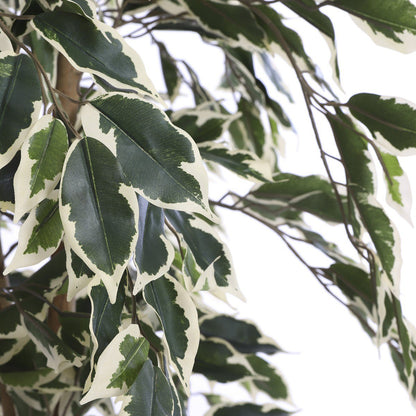 Kunstplant Ficus Groen