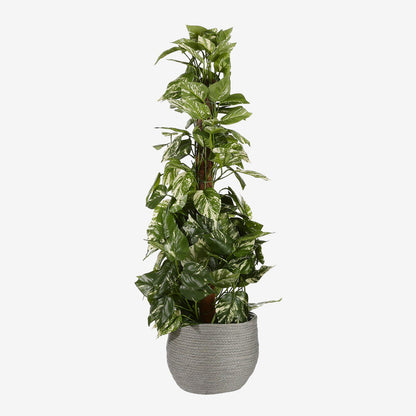 Plantenbak Jorck Grijs